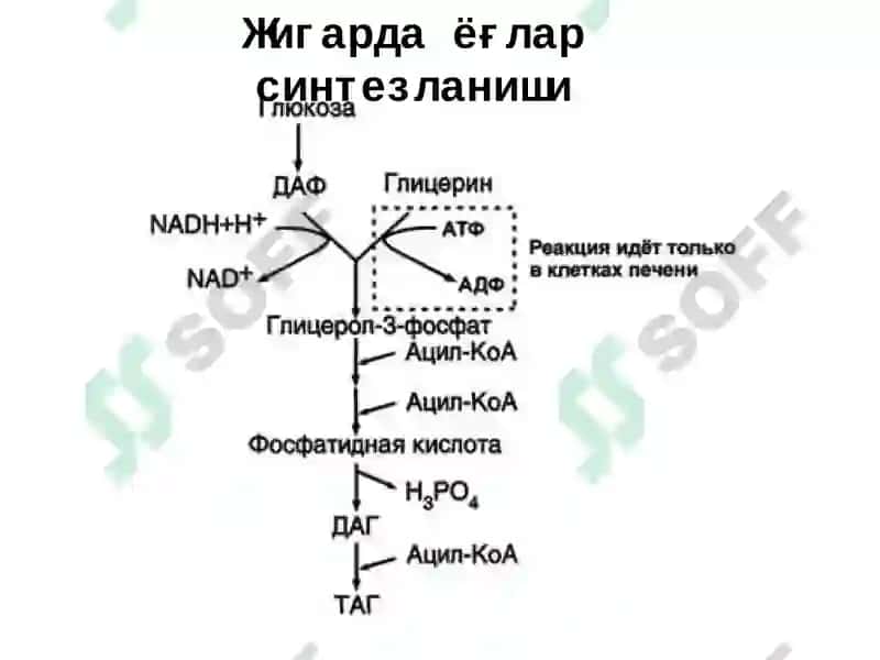 Ёғларнинг оралиқ алмашинуви, унинг бошқарилиши ва бузилиши 7