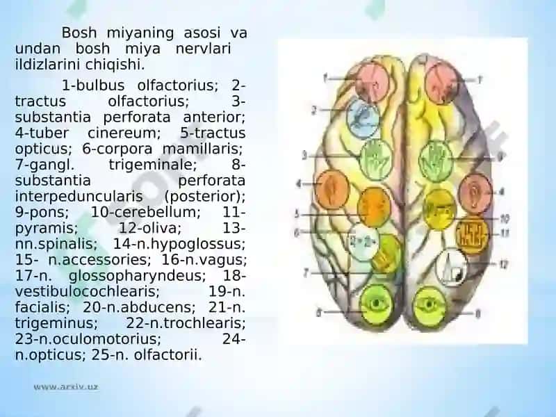 Bosh miya katta yarim sharlarining tuzilishi va fiziologiyasi 7