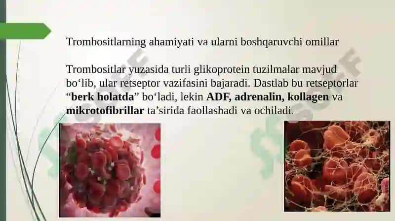 Trombotsitlar 7