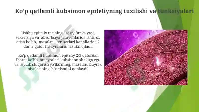 Bezli epiteliysining tuzilishi va vazifalari 7