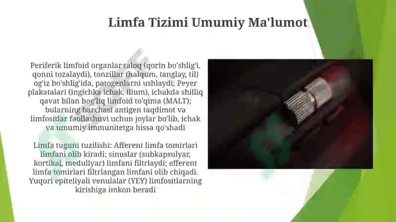 Immunitet tizimining periferik a'zolari 7