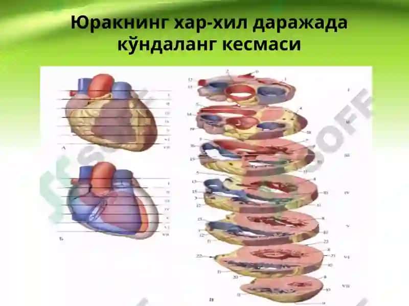Юрак, қон айланиш доиралари, юракнинг ёшга қараб ўзгариши 7