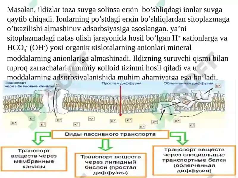 Ildizlarda ionlarning tashiluvi 7