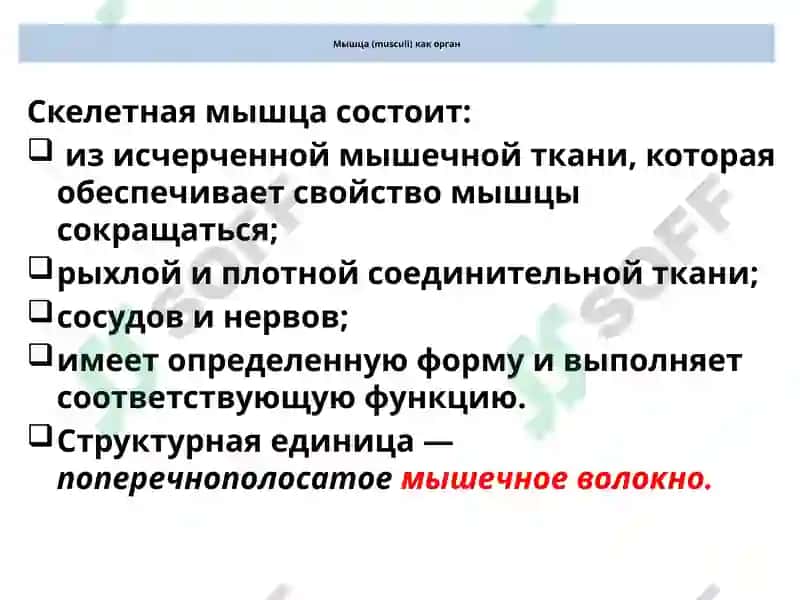 Нормальная и топографическая анатомия с курсом конституциональной типологии человека 7