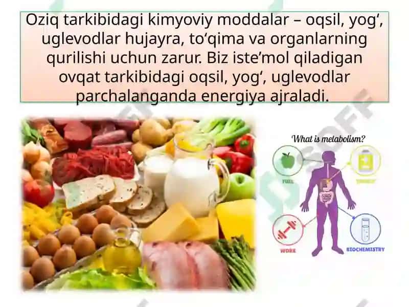 MAVZU.TIRIK ORGANIZM-LARNING OZIQLANISHI 7