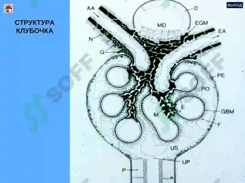 Гломерулонефритлар 7