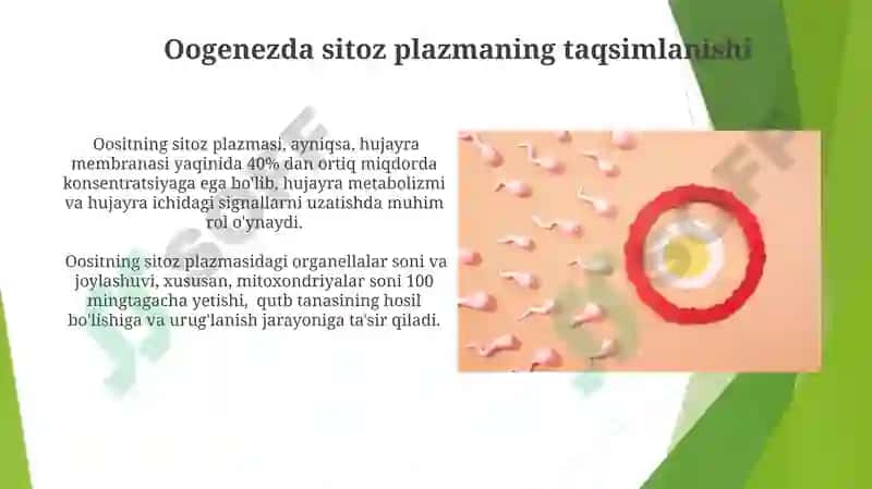 Oogenez va Spermatogenezning O'ziga Xos Xususiyatlari 7