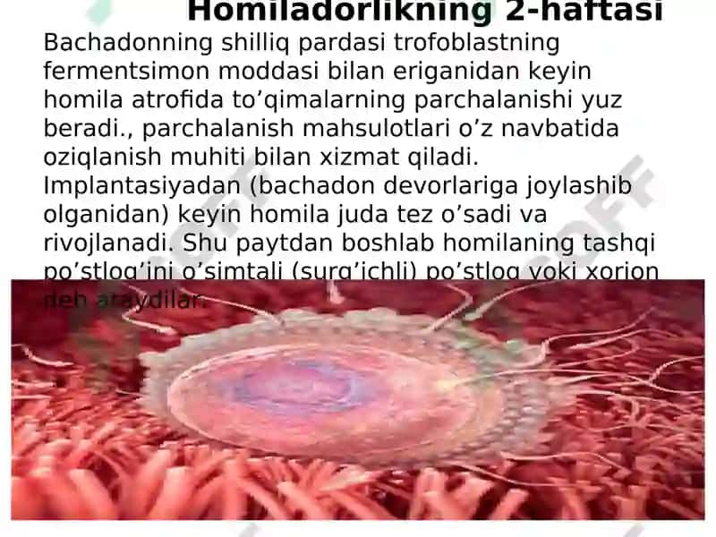 Ko’payish fiziologiyasi 7