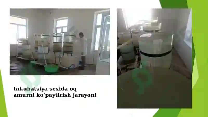 KATTAQO‘RG‘ON SUV OMBORIDA YETISHTIRILADIGAN PELAGOFIL BALIQLARNING BIOEKOLOGIYASI 7