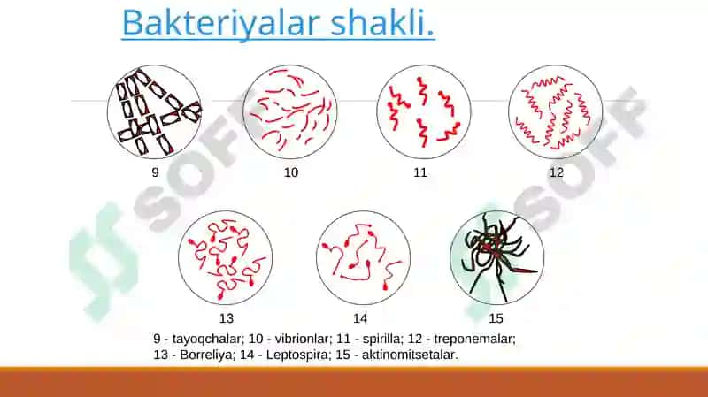 Turli morfologik guruh mikroorganizmlarga tavsif 7