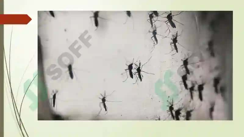 Ebola, Lassa, Zika viruslari, kasallik patogenizi, laborator tashhisi 7