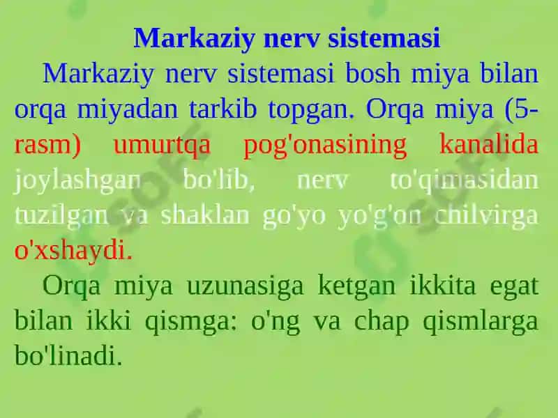 PSIXIKANING NERV-FIZIOLOGIK ASOSLARI 7