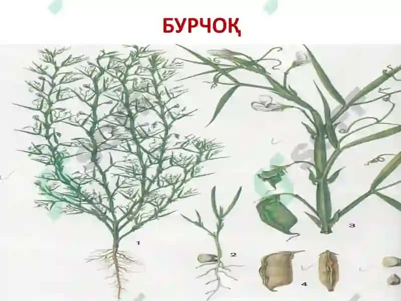 ДОН-ДУККАКЛИ ЭКИНЛАРНИНГ УМУМИЙ ТАВСИФИ ВА БИОЛОГИЯСИ 7