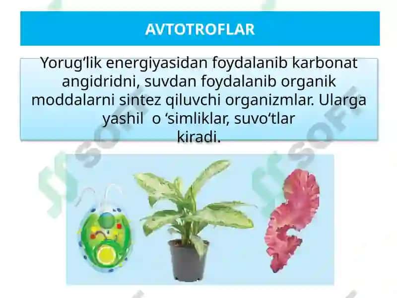 EKOSISTEMALARDA ENERGIYA OQIMI 7