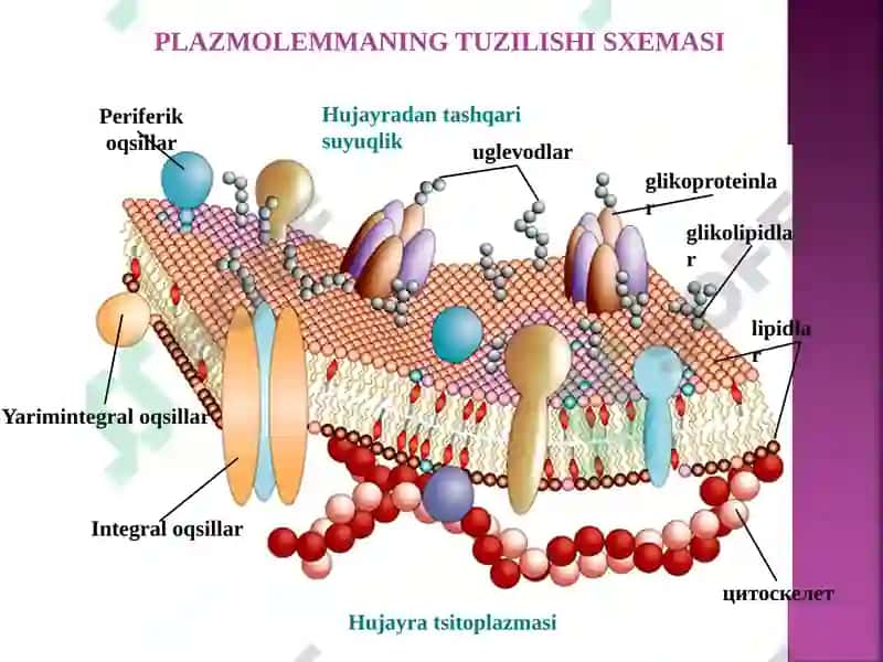 MA’RUZA REJASI 7