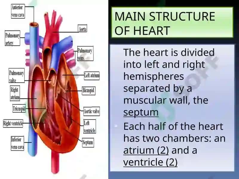 Circulatory System Presentation 7
