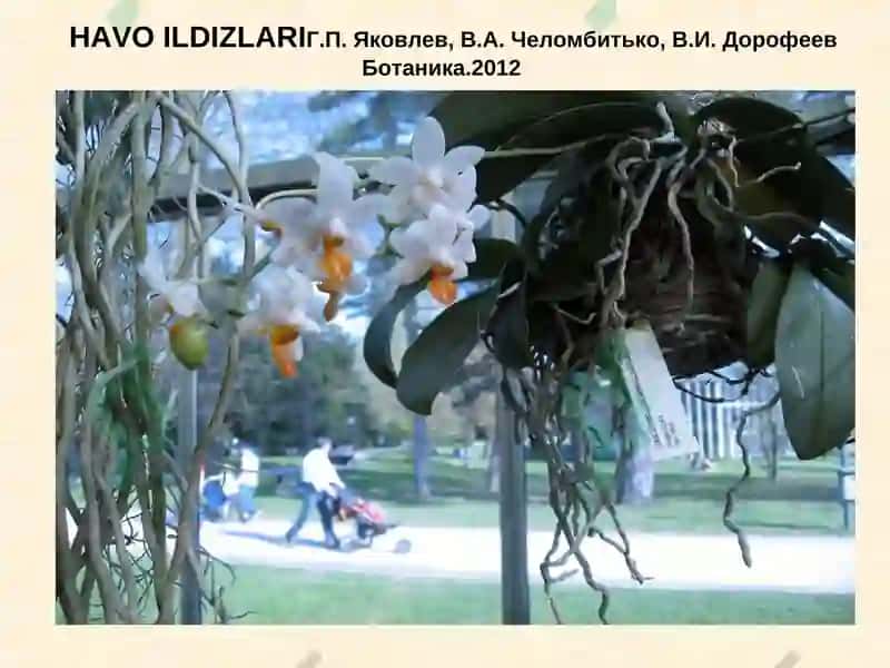 Ildiz va uning vazifasi, tiplari va tuzilishi 7