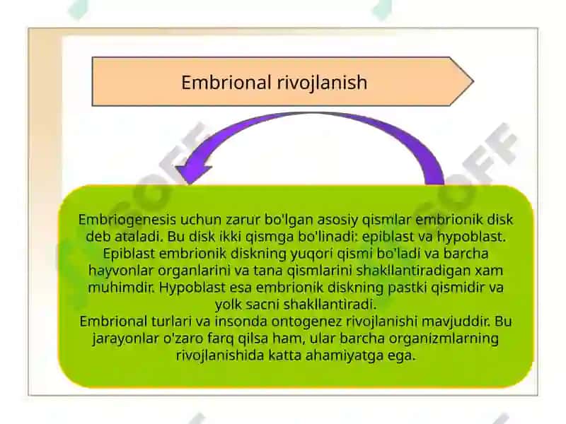 Ontogenezning ilk bosqichlari 7