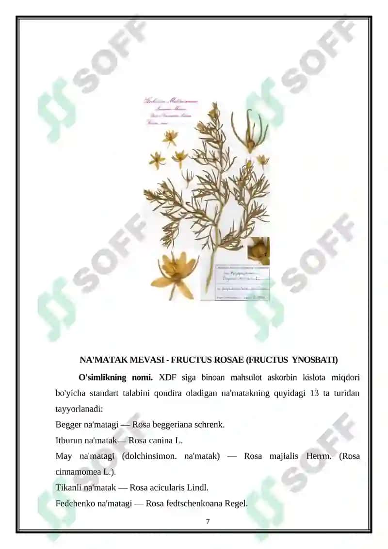 Dalachoy Yerustki Qismi - Herba Hyperici 7