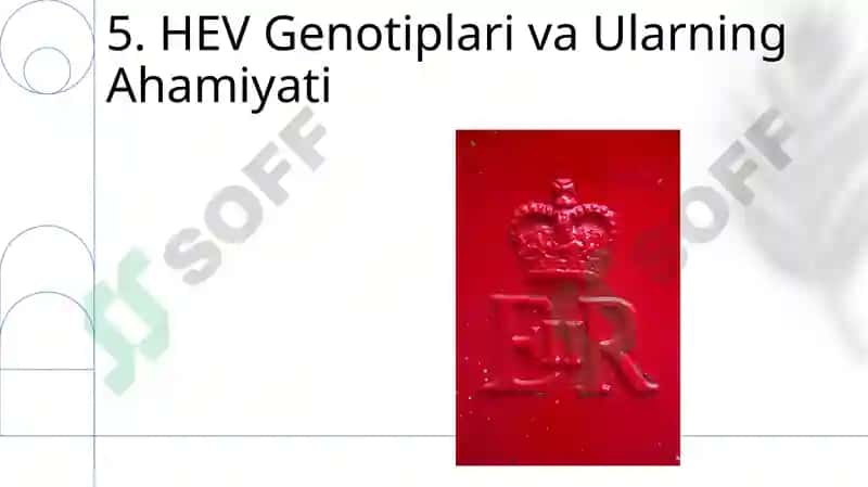 Gepatit E 7