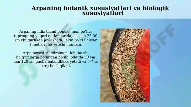 Don ekinlarining turlari va navlari 7
