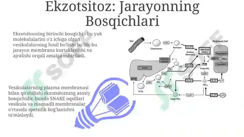 Fosfolipidlar va Oqsillar: Biosintez va Tuzilish 7
