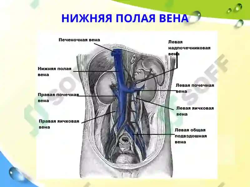 Клиническая анатомия вен и лимфатических сосудов брюшной полости 7