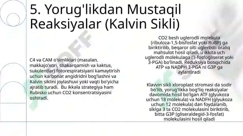 Oʻsimliklarda uglevodlar sintezi 7