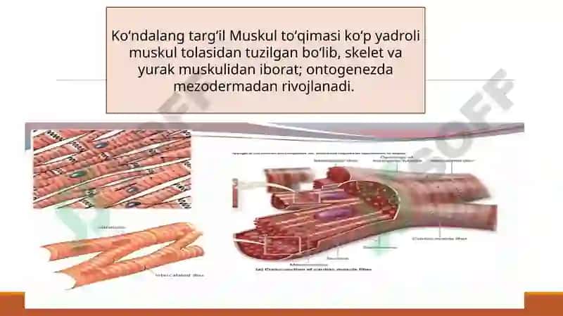 Yumshoq muskultoʻqimasining mexanik xossalari 7