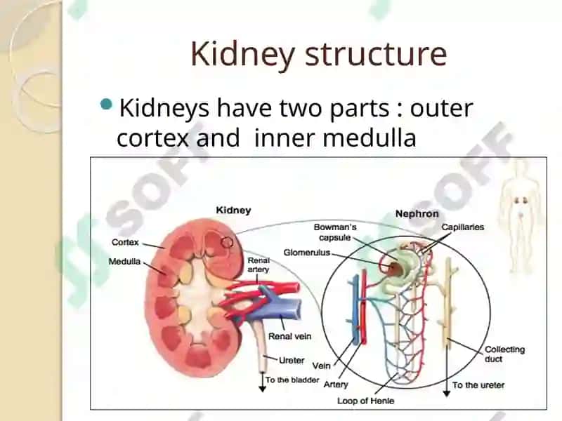 Urinary system 7
