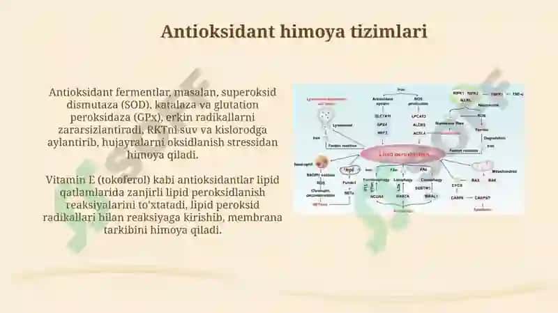 Lipid peroksidlanishi va hujayra shikastlanishi patogenizadagi ahamiyati 7