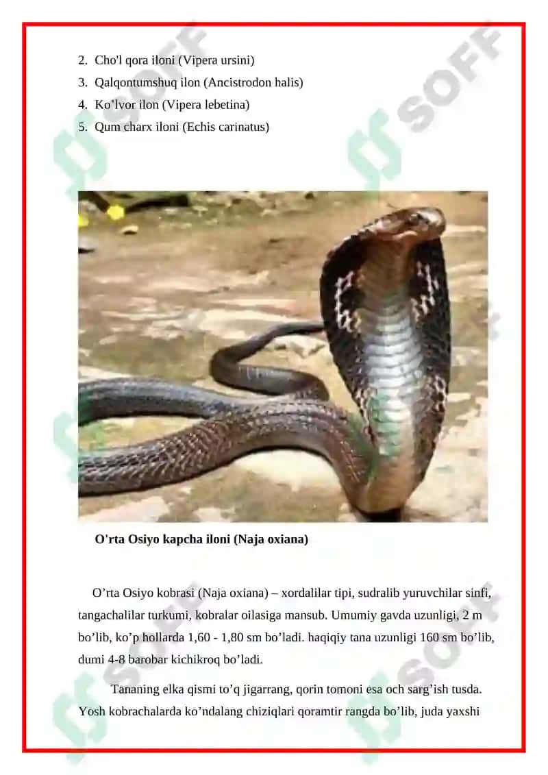 Sudralib yuruvchilar (Reptilia) sinfi kurs ishi 7