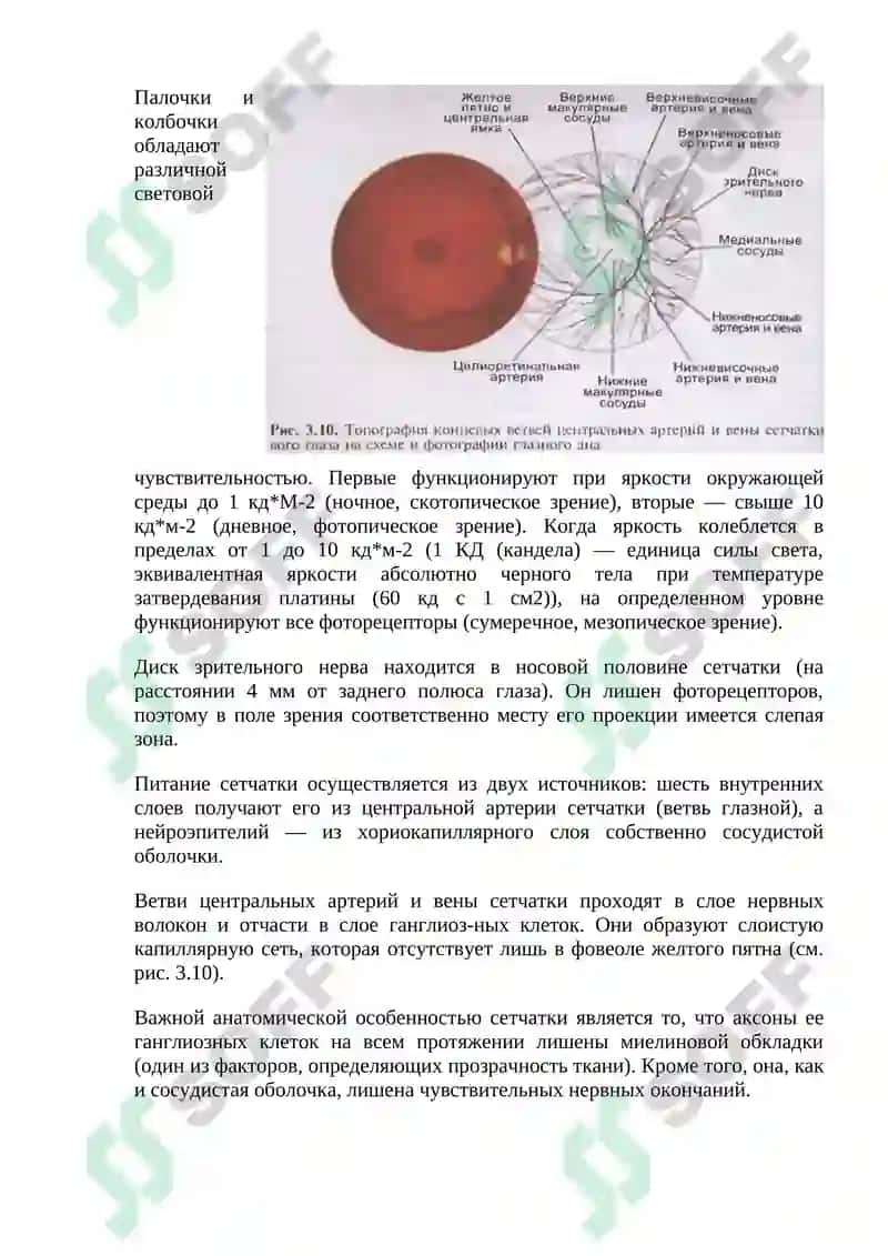 НОРМАЛЬНАЯ АНАТОМИЯ ОРГАНА ЗРЕНИЯ ЧЕЛОВЕКА 7