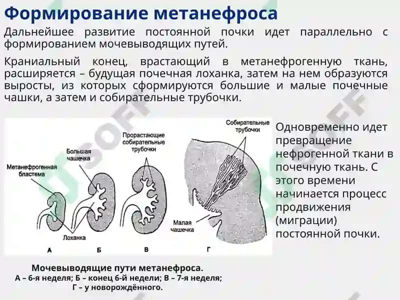 Функциональная анатомия мочеполового аппарата 7