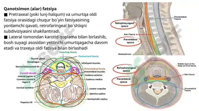 Chuqur bo’yin fasiyasi, Prevertebral yoki chuqur bo’yin mushaklari. 7