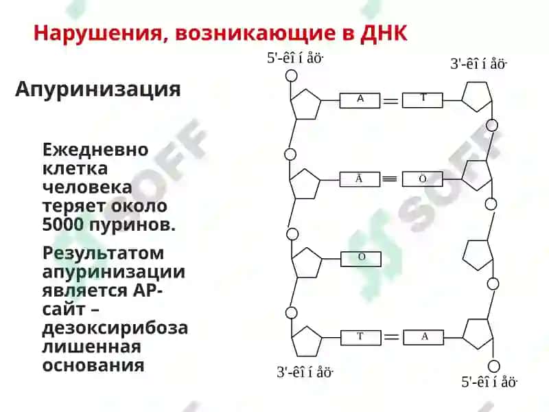 Клеточная биология. Мутации. 7