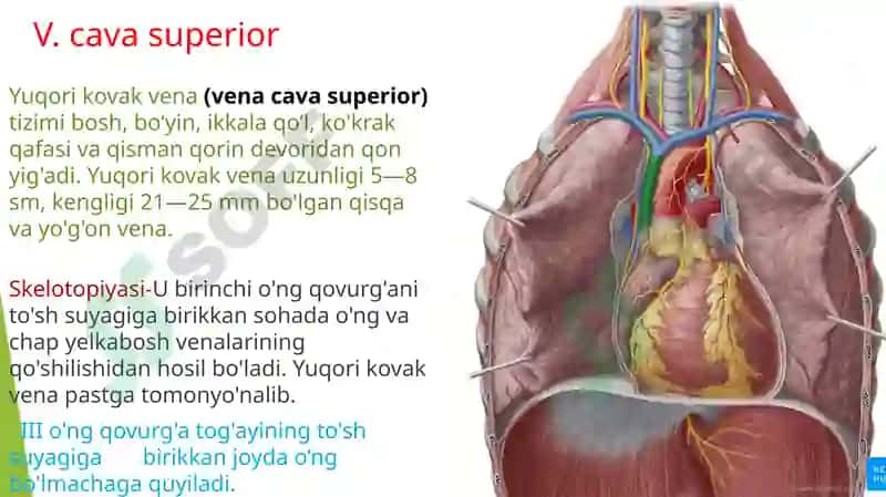 Venoz tizimining funktsional anatomiyasi 7