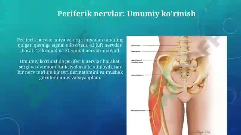 Oyoq terisini inervatsiyasi 7