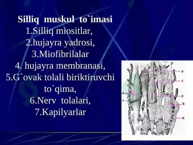 Muskullar sistemasiga umumiy tushuncha. Muskullar sistemasi klassifikatsiyasi, tuzilishi 7