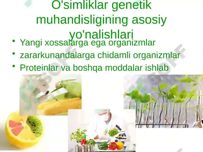 O'simliklargenetik muhandisligi imkoniyatlar va cheklovchi omillar 7