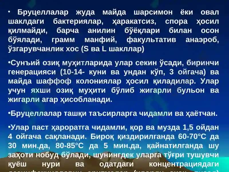 BRUTSELLYOZ 7