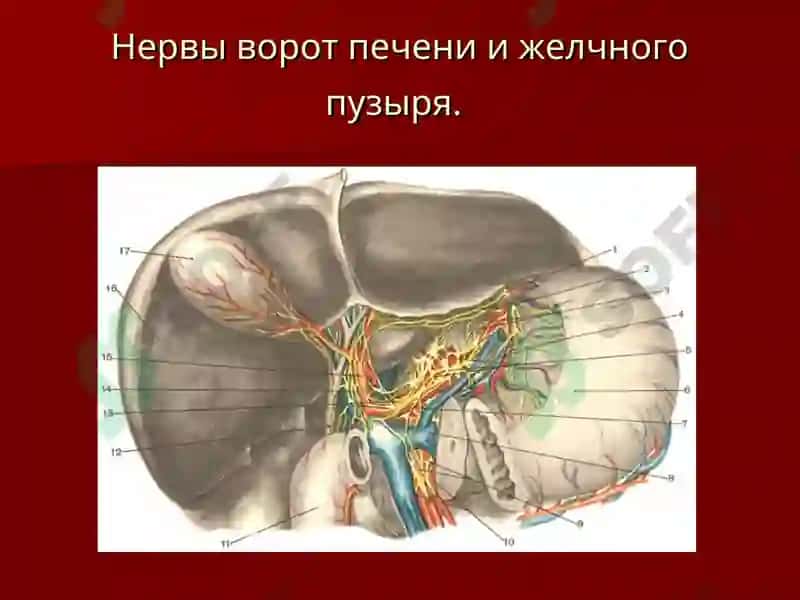 Хирургическая анатомия печени 7