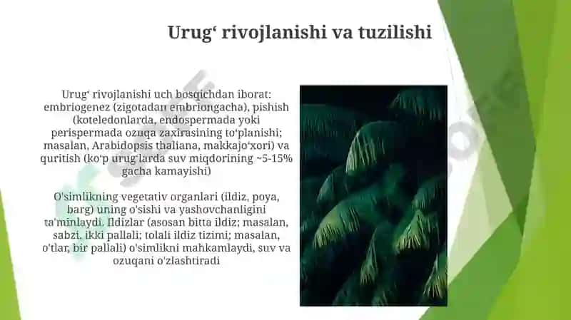 Òsimliklarni vegetativ va generativ organlari jinsiy kopayish 7