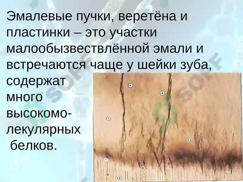 Структура тканей зуба 7