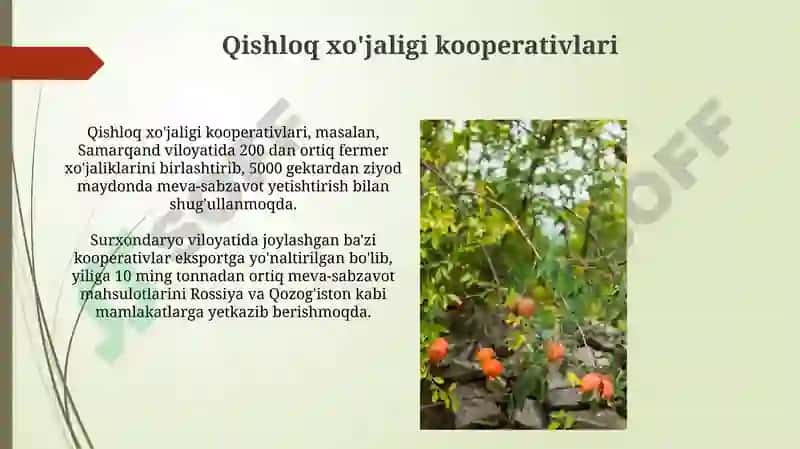 OʻZBEKISTON MEVA VA SABZAVOTCHLIK JAVOXIR 7