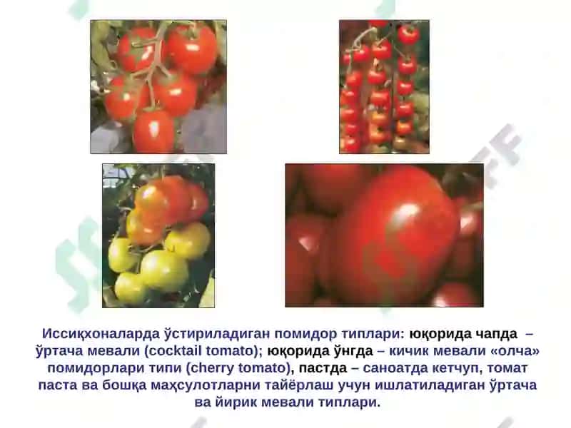 ҚИШЛОҚ ХЎЖАЛИКФИТОПАТОЛОГИЯСИ 7