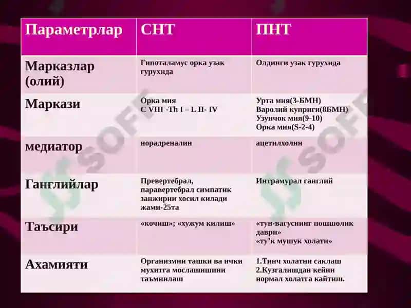 Вегетатив нерв тизими. Симпатик ва парасимпатик нервлар 7