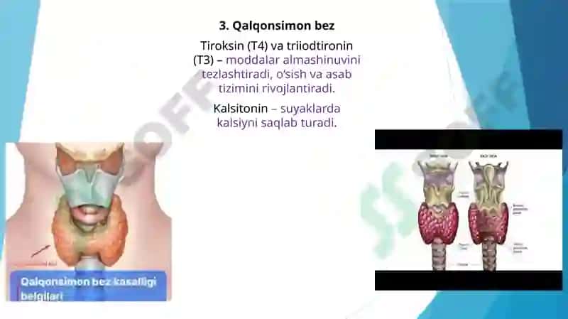 GORMONLAR VA ULARNING YOSHGA OID FUNKSIYALARI 7