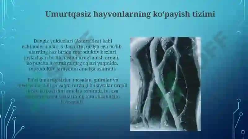 Umrutqalilar a'zolar tizimi filogenezi 7