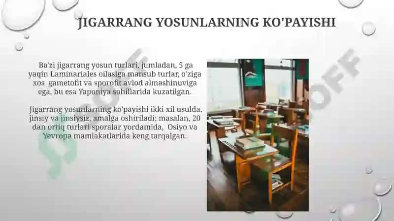 Jigarrang yosunlar 7